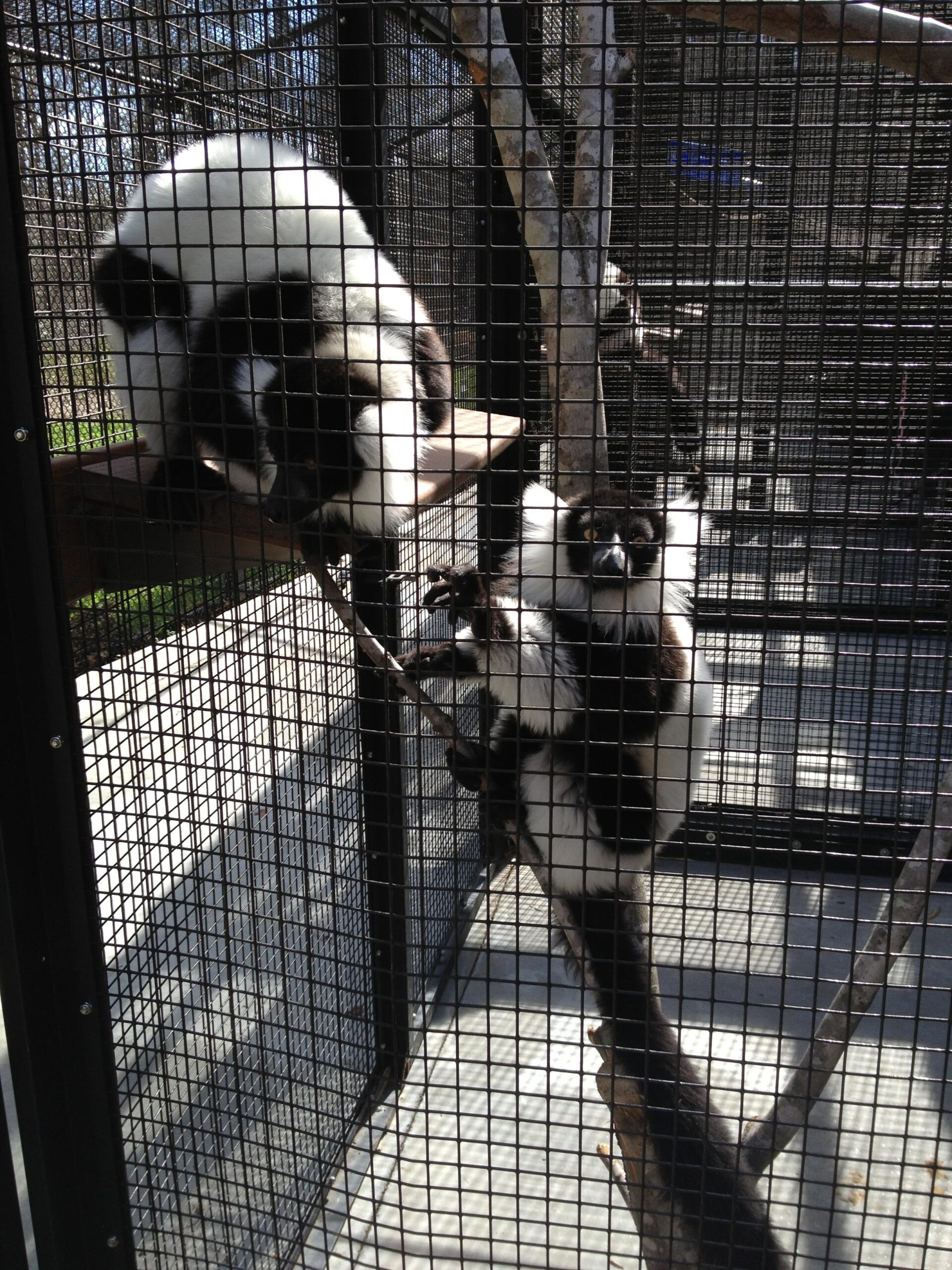 Lemur week 2